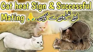 All about cat heat & Matting | Don&rsquo;t do these Mistakes When cat in Heat cycle | Stop cat heat Cycle