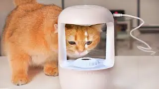 Cat React to Anti-Gravity Water Drop Illusion! | Compilation