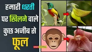 अजीब से दिखने वाले फूल || Gyan Central