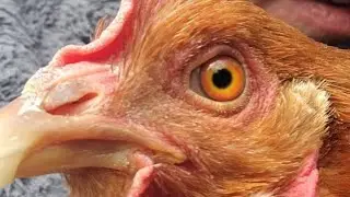 The Day I Tried to Help My Chickens Relationship #petchicken #housechicken 