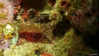 Rough fileclam