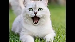 Angry Cat Sounds To Attract Cats | The Most Dangerous Cat Sound