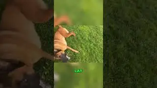 Dog Training 101: Master Bite, Drop, Spin & Lay Commands! #shorts