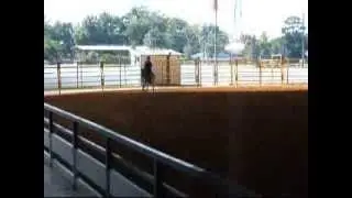 Kahlooa N Kreme's show debut  welsh pony 4 lease