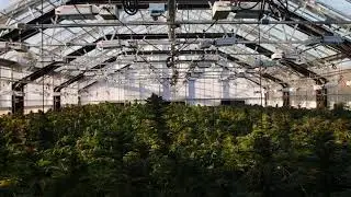 A Sneak Peak Inside The Smooth Cannabis Nexus Greenhouse