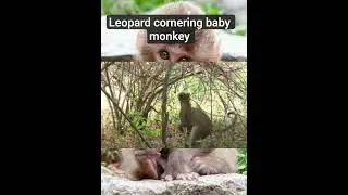 baby monkey#baby#monkey#leopard#attack# jungle#predation#eating#wildlife #viralshorts#