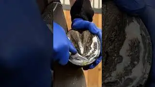 &ldquo;Unbelievable Rotten Horse Hoof Transformation!&rdquo;