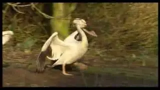 Great white pelicans