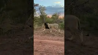 Watch this Lion Patrol his Territory
