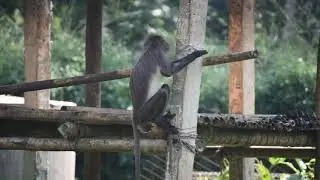SPECTACLED MONKEY/LANGUR, CHASMA BANOR