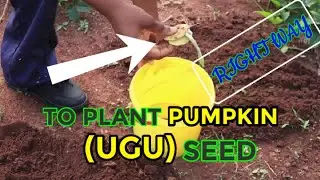 How to Plant Pumpkin (Ugu) Seed The Right Way