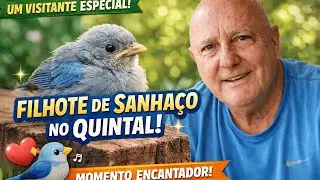 Um Visitante Especial no Quintal 🐦✨ | Filhote de Sanhaço Encanta a Todos