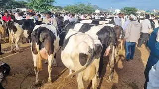 చింతామణి ఆవుల మార్కెట్ 15 9 2024 chintamani cows market Today #cow #dairyfarming