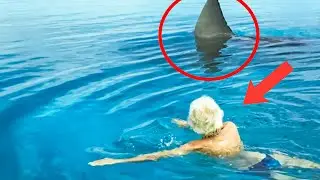Aper&ccedil;us du Danger : 7 Rencontres avec les Requins Blancs &agrave; Approcher Prudemment