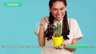 Indoor Plants for Stress Relief: A Natural Solution| Houseplant Joy