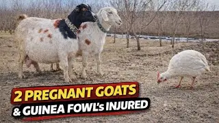 Bought 3 Female Goats 🐐 | 2 Pregnant… But My Guinea Fowl Is Seriously Injured