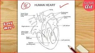 Human Heart Diagram Drawing Labelled / easy way - Step by step