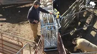 MANUAL 3-WAY LIGHT DRAFTING WEIGH CRATE