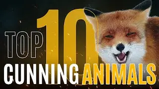 The Art of Deception: Top 10 Most Cunning Animals