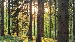 The Life of a Forest Ranger