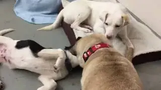 (Sunny & Peanut) Animal Hope & Wellness Foundation 2016