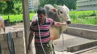 Hitlar junior bull PR memorial bulls kunchanapalli....