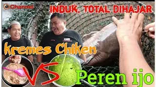 PEREN IJO VS KREMES CHIKEN‼️BERHASIL SABET TOTAL INDUK