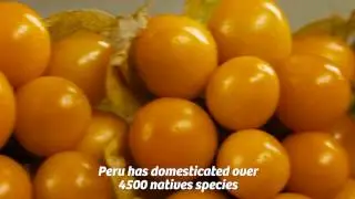 Super Foods Peru (eng)