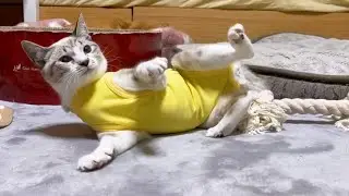子猫リノ退院♥お家で待ってた柴犬と兄猫の反応が♥