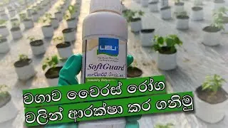 වගාව වෛරස් රෝග වලින් ආරක්ෂා කර ගනිමු | How to use Soft Guard  immune enhancer.