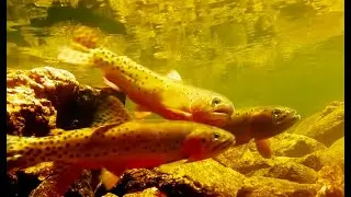 GREENBACK CUTTHROAT TROUT-BACKCOUNTRY BRILLIANCE with Chris Walklet