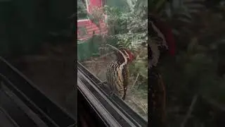 Дятел индийский прилетел с утра #goa#birds#индия#india#funny#vibes#mood#villagelife#villagevlog