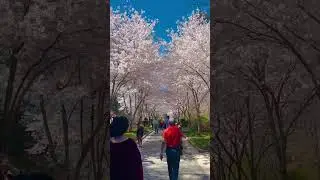Duke garden NC cherry blossom#duke #cherryblossom #raleigh #spring #dukeuniversity