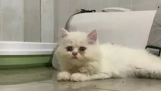 Cat and only 😭❤️