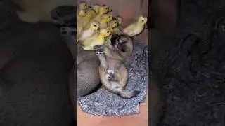 The puppy loves the ducklings and sleeps beside them. #short,#dog,#duck,#friends,#love