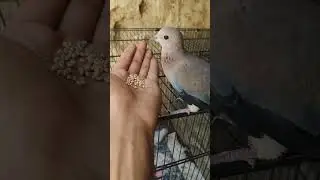 Laughing dove hand feed dove sound#dove #birds #pigeon #kabootar#birdsong #pigeon #animals #