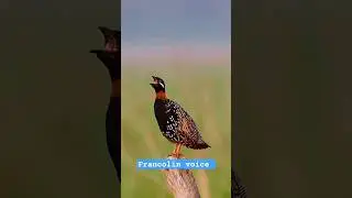 black francolin sound || black teetar voice#birds #animals #teetar
