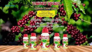 THIPRO 550EC - CHESSIN 600WP: HẠ GỤC RẦY PHẤN TRẮNG NHANH GỌN | SINOCHEM VIỆT NAM #thuocbvtv