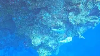 Scuba Diving Fish Den | Roatan, Honduras