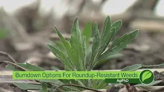 Burndown Options For Roundup Resistant Weeds #1041 (Air Date 3-18-18)