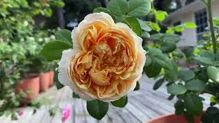Rose - Charles Darwin