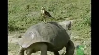 Jim Henson's Animal Show With Stinky And Jake Season 3 Episode 25 Mongoose & Secretary Bird