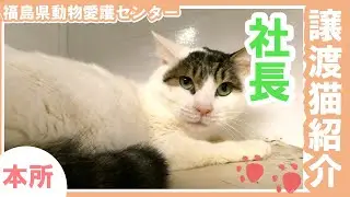 【本所】譲渡猫「社長.」紹介動画～福島県動物愛護センター～