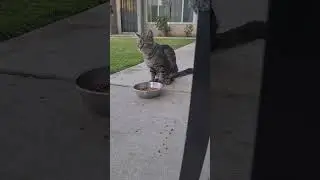 DadCat