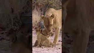 Lioness Reunites with Cubs After Hunt! #cat #lion #wildlife