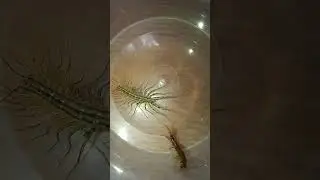 scootigera vs centipede lithobius forficatus