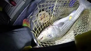 Good old night Fishing trying for catfish but Mr Stripier wanna come visit me