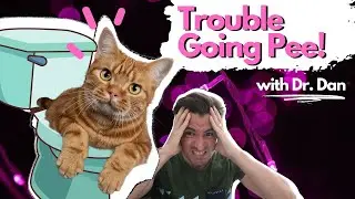 Is your Cat straining to pee or peeing blood?  Three things your veterinarian may do.