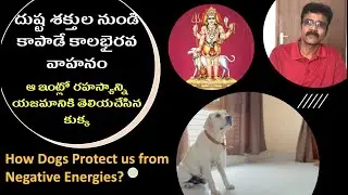 [CC] How Dogs Protect from Negative Energies ? | దుష్ట శక్తుల నుండి కాపాడే కాలభైరవ వాహనం