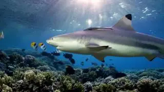 The Khaled bin Sultan Living Oceans Foundation & The Global Reef Expedition